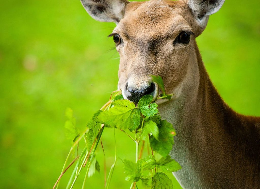 Do Deer Eat Lettuce? Surprising Facts Revealed!