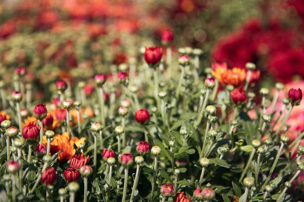 Mums about to bloom.