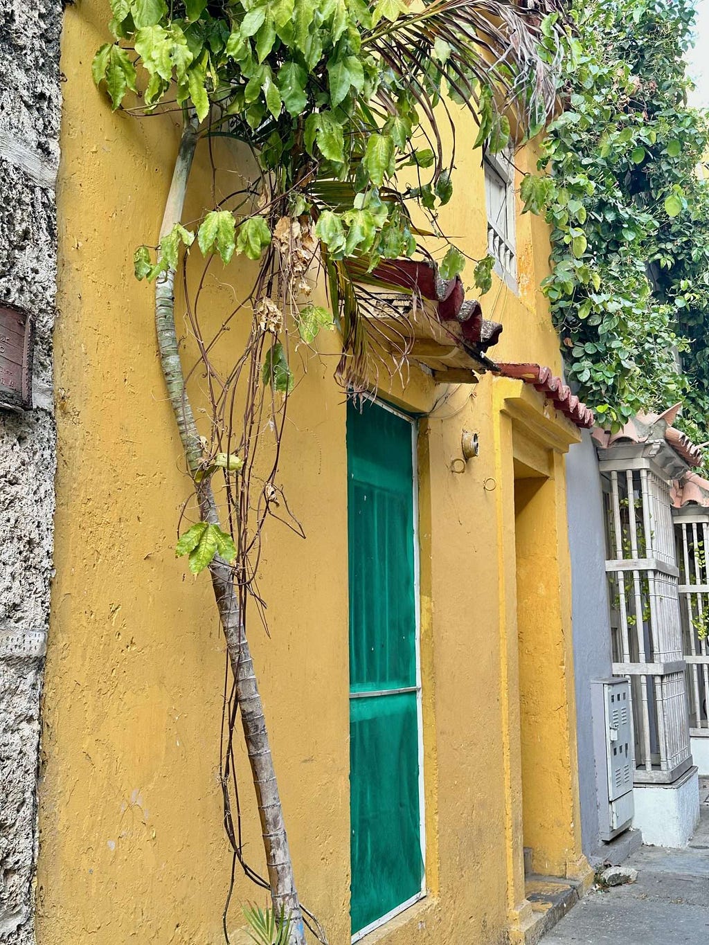 A yellow building in Cartagena, Colombia with a green door, windows with white bars, and leafy plants growing around it. A curved tree trunk is leaning against the wall.