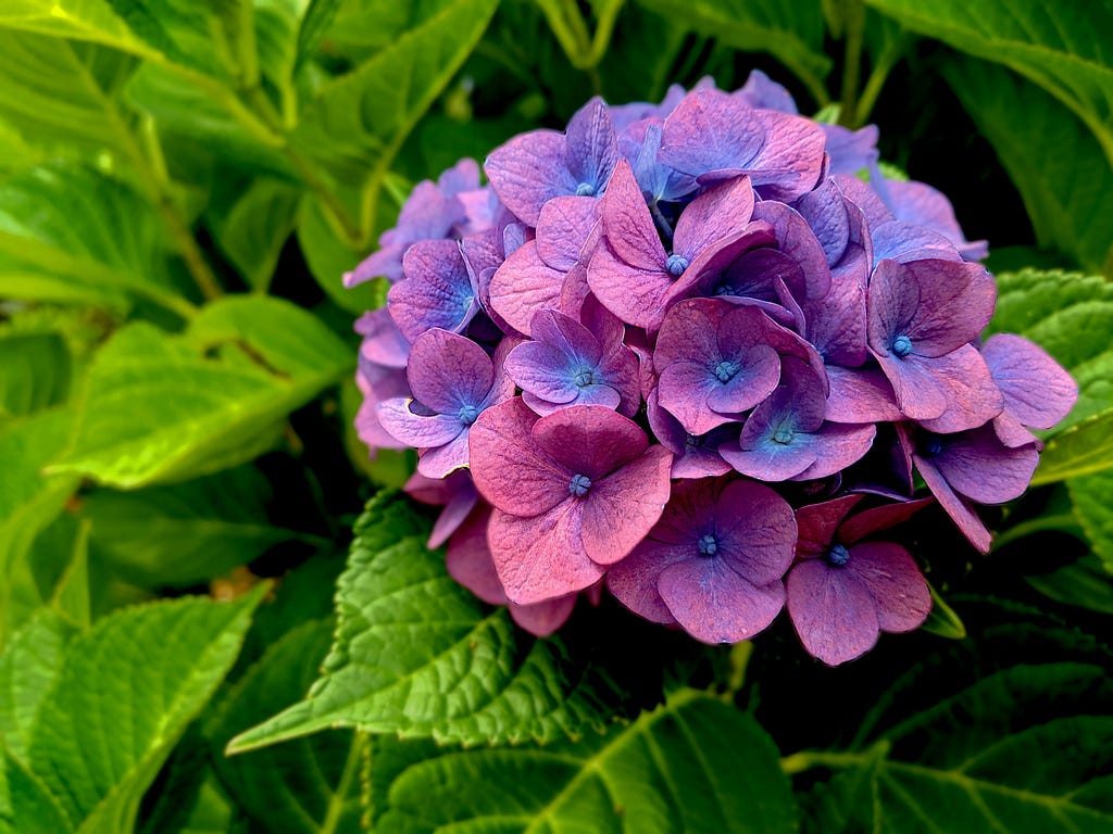 One bunch of purple blue flowers against green leaves