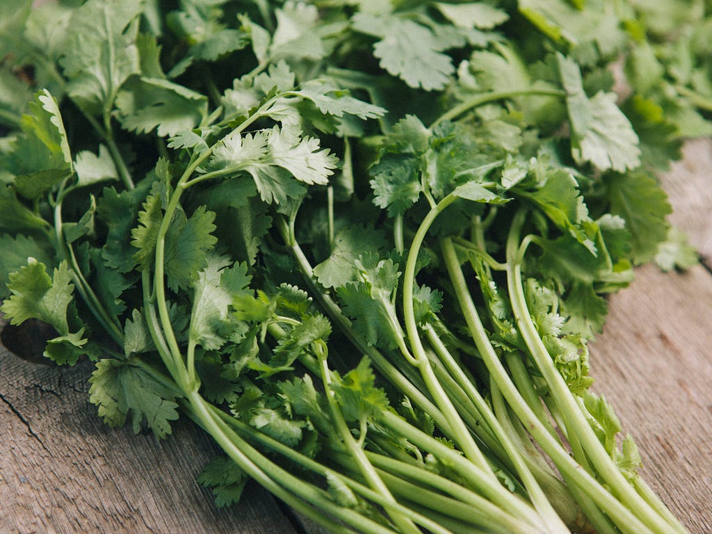 A lush bunch of fresh coriander, sitting on a wooden bench, lit well but casually as if lying on a kitchen counter.