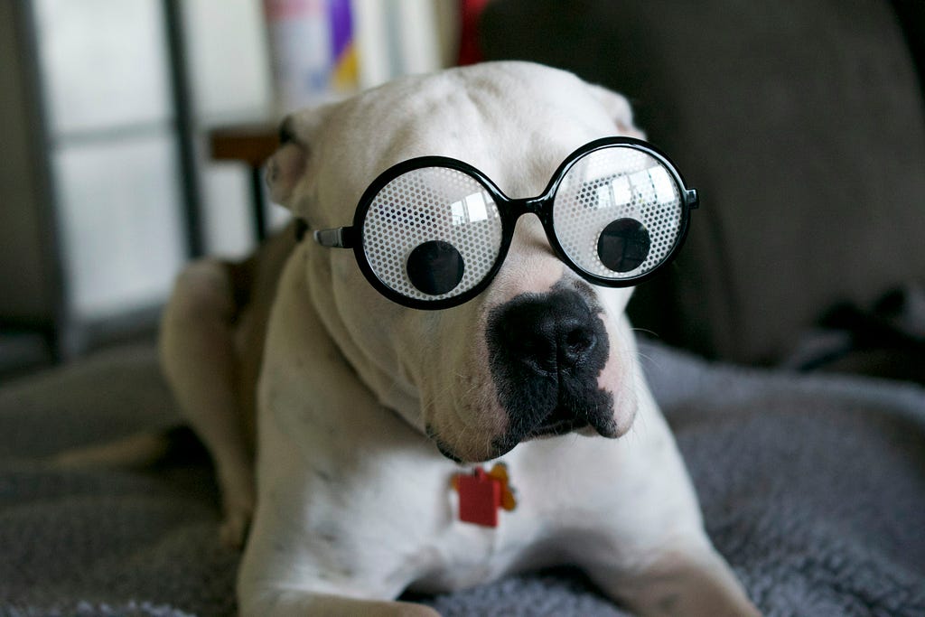 Dog wearing silly glasses, looking surprised.