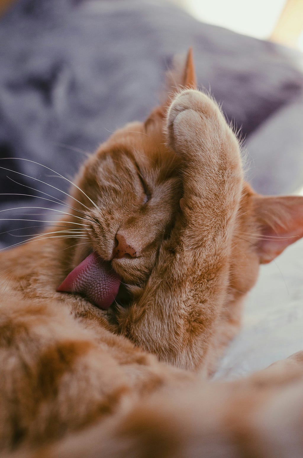 Ginger cat washing its coat.