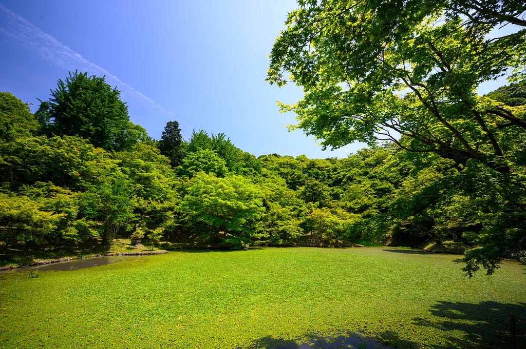 A green lawn surrounded by trees, taken on a summers day