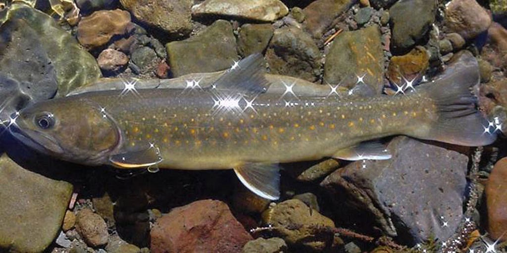 A bull trout in a stream