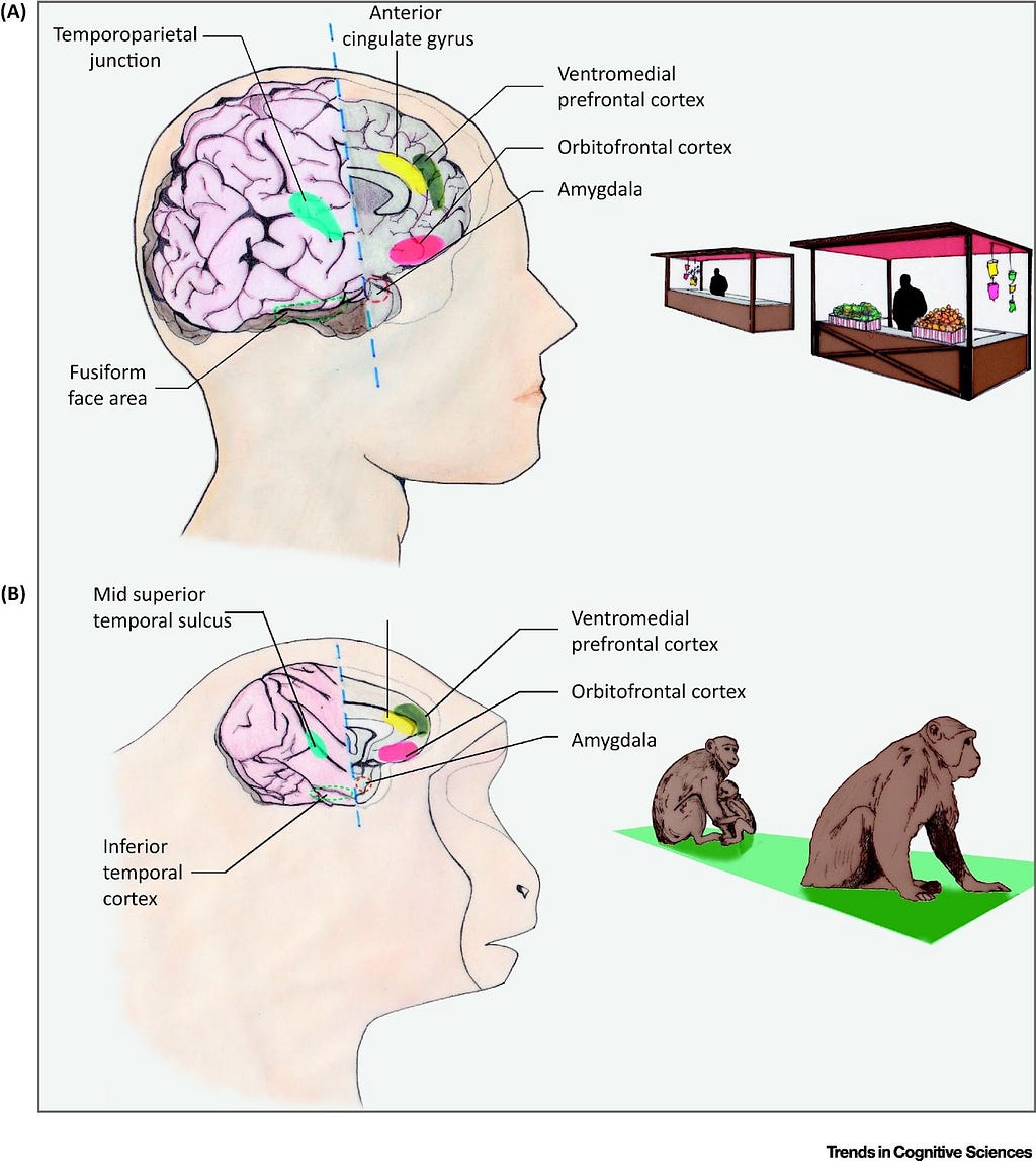 Imagem mostrando as áreas do cérebro que compõem o sistema para tomada de decisão: cortéx pré-frontal ventromedial, orbitofrontal, amígdala, cingulado anterior e tempo-parietal.