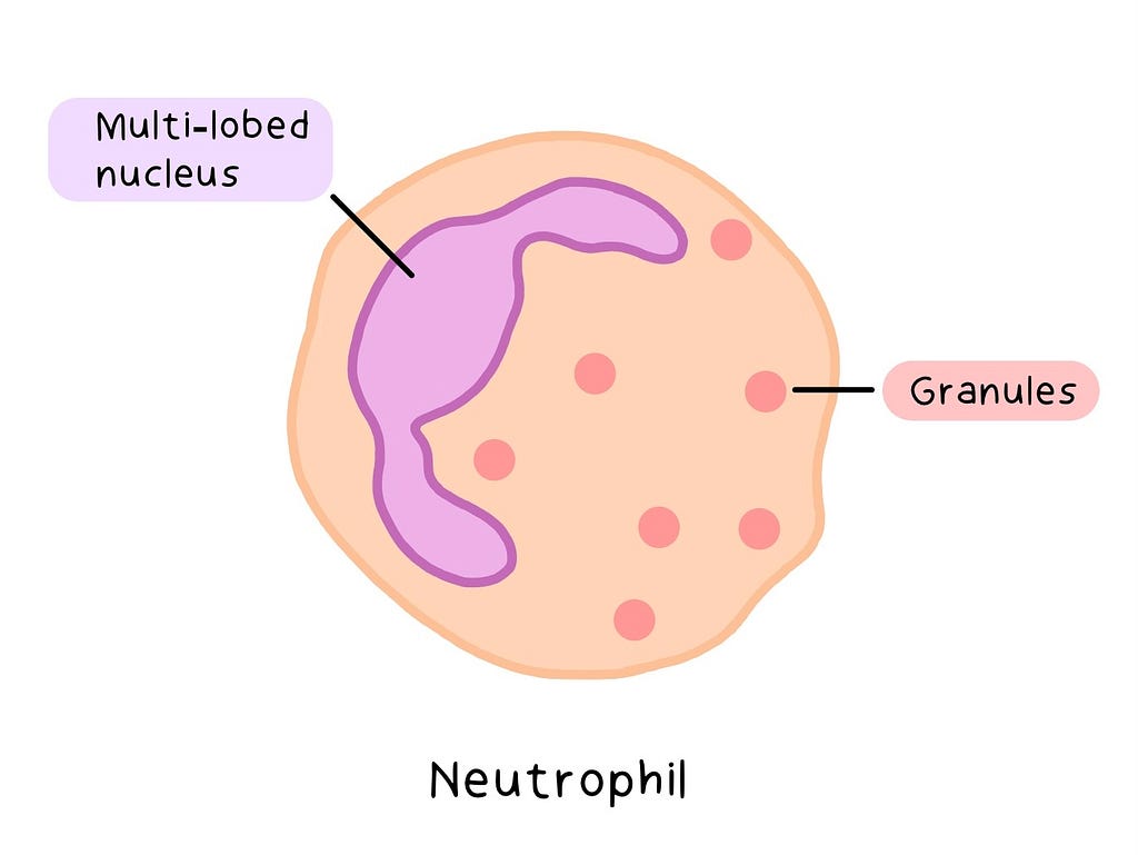 Labelled illustration of a Neutrophil
