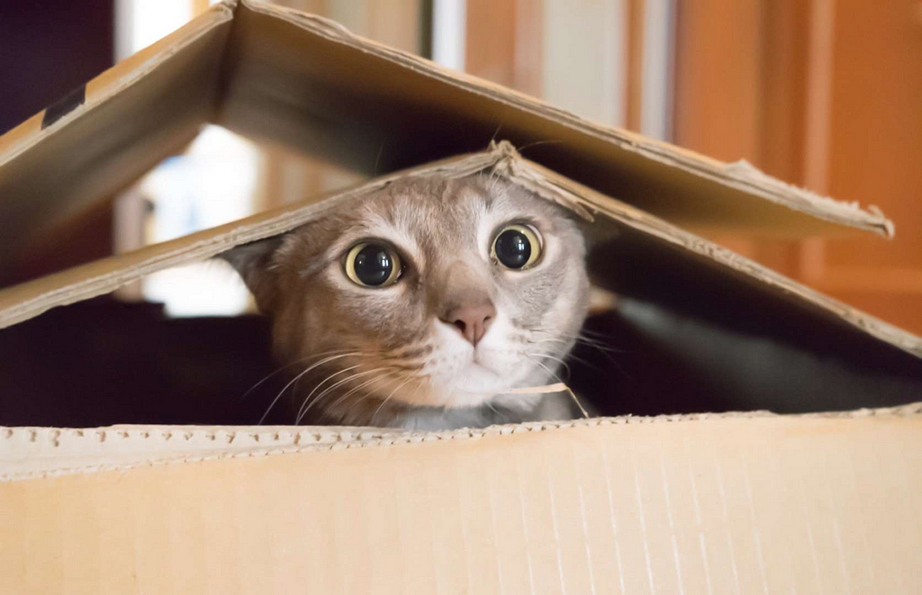 A cat peeking out from a box, looking as though it might be scared to come out