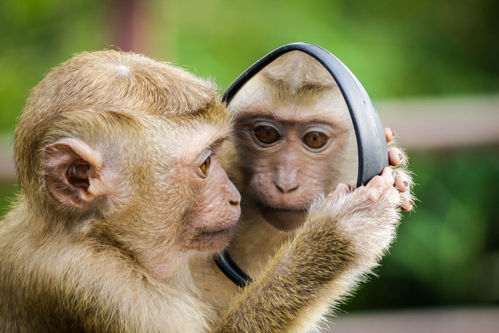 Photo of monkey seeing himself in a mirror. For article by James Goydos, MD “Should you check yourself for skin cancer? Spoil
