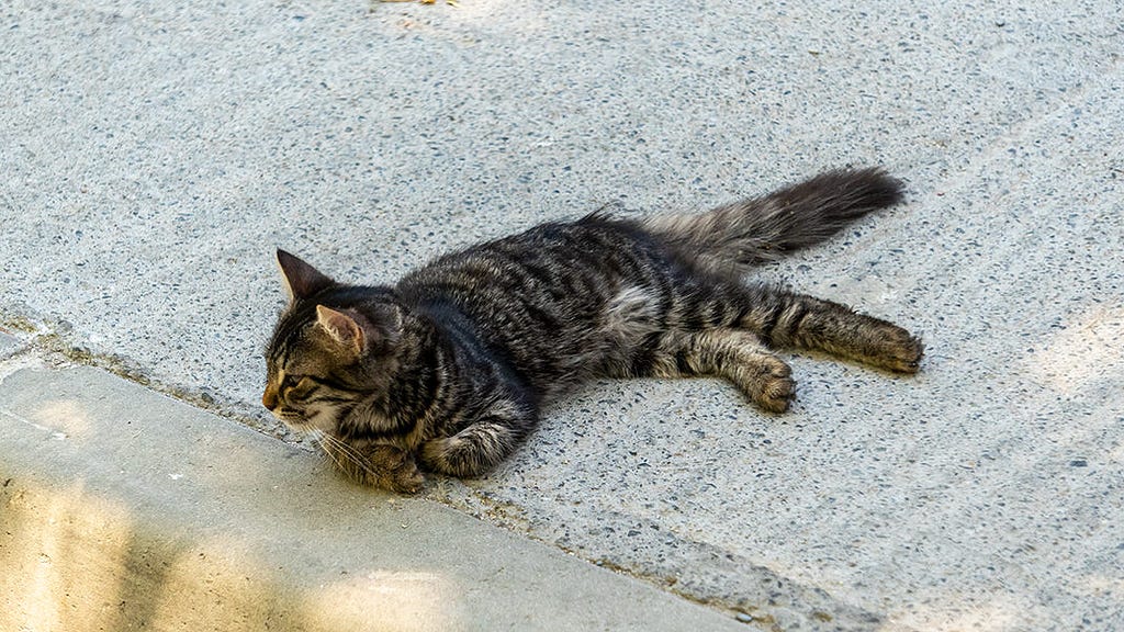 Here, as in all of Istanbul, you can meet a large number of cats