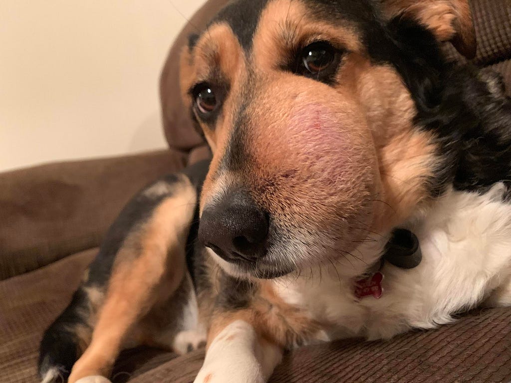 a large oral fibrosarcoma on a beagle’s face