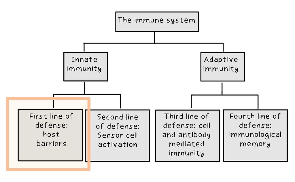 The two arms and four lines of the immune system