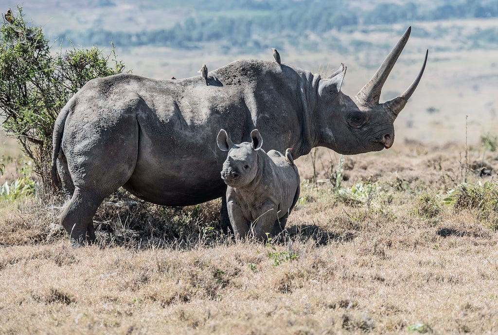 One big and one small rhino