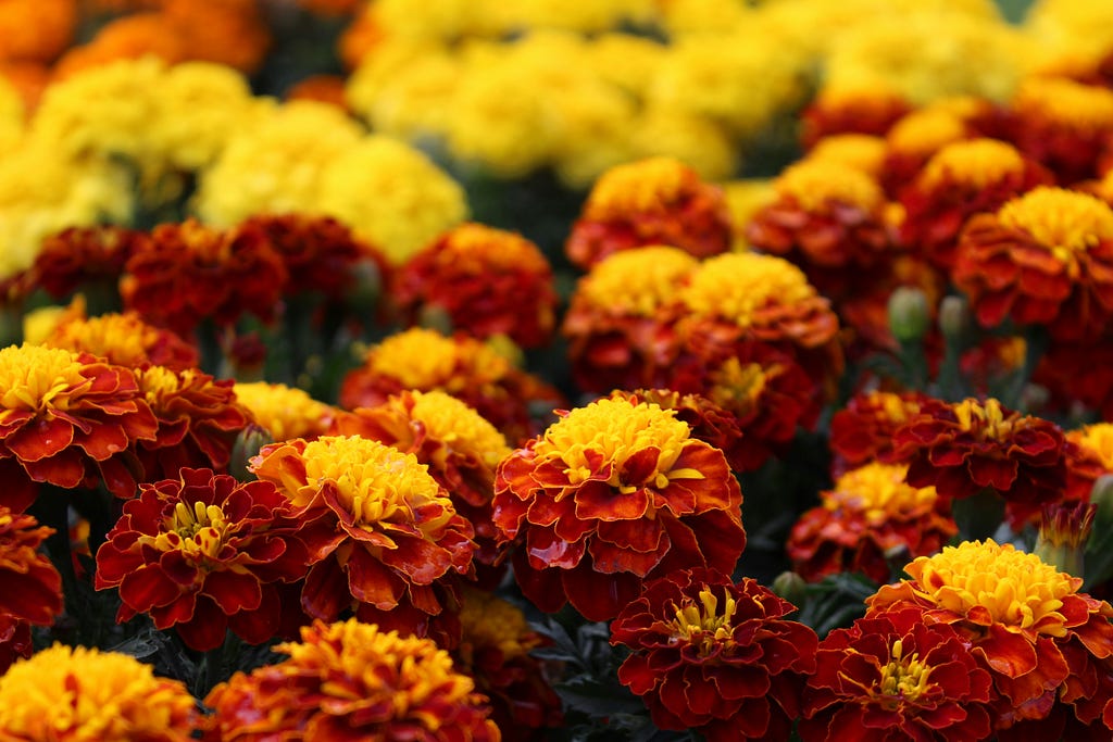 yellow and red flowers growing in the ground