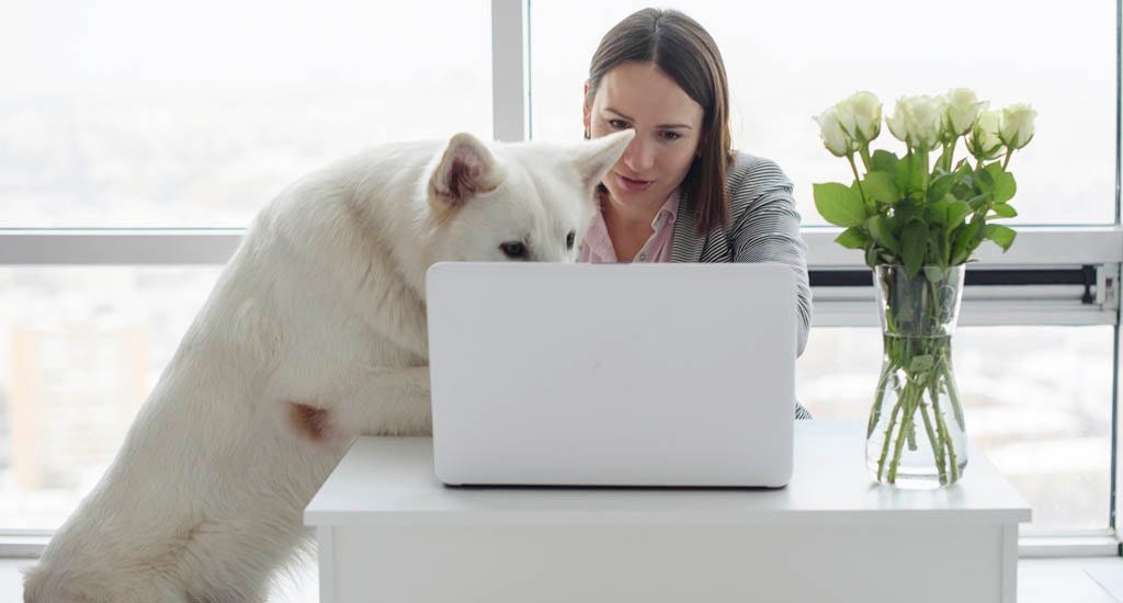 A dog jumping up onto a laptop while an entrepreneur is hustling