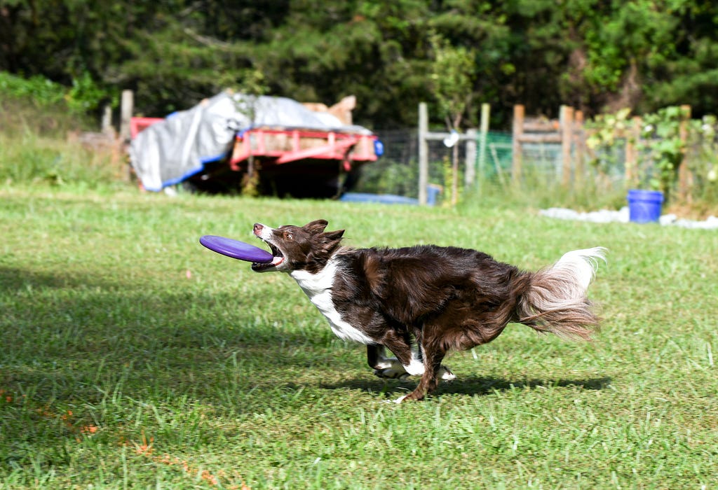 A dog catching a frisbee depicting chasing money