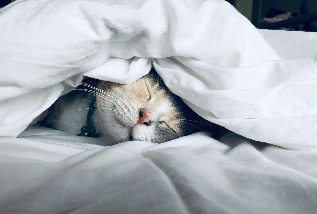 Picture of a happy cat cuddled up in a blanket