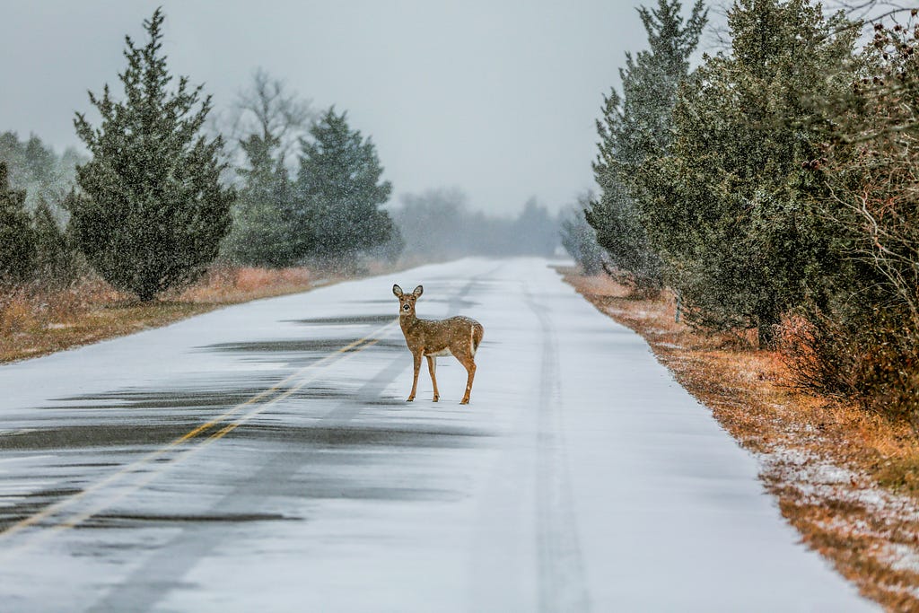 A deer crosses the road on a cold and snowy day.