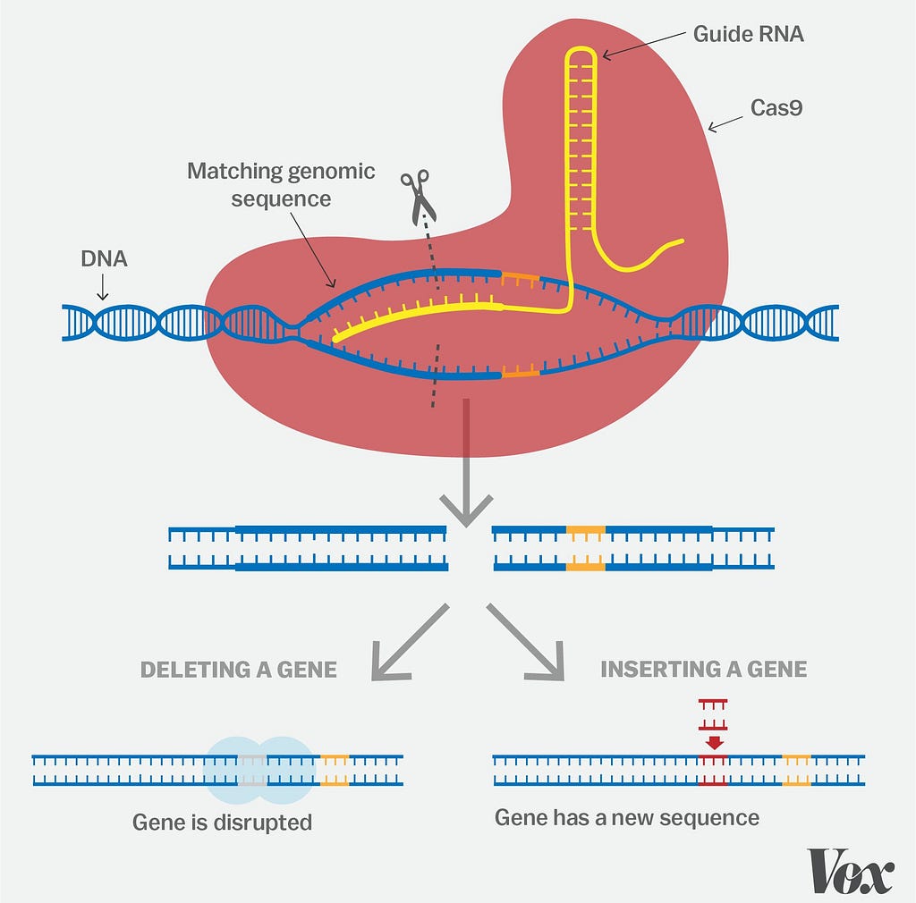 ‘A simple guide to CRISPR, one of the biggest science stories of the decade.’ A Vox.com story from December 2018. (Graphic: J