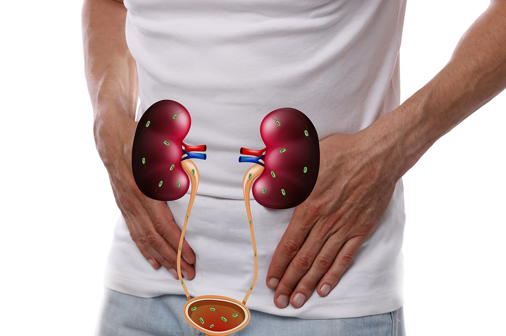 Bacteria are present in the kidneys and urinary tract.