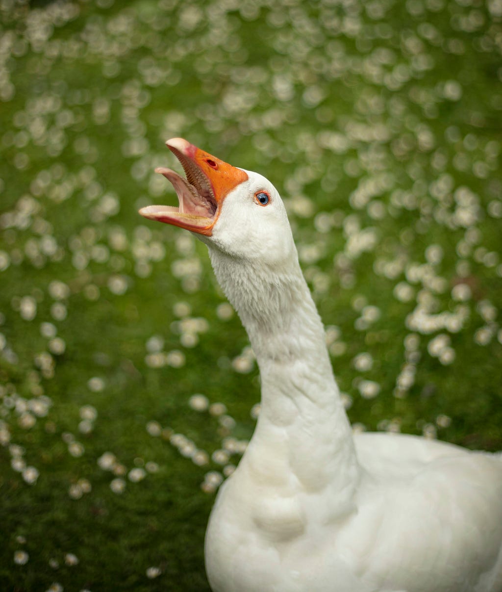 Image of an angry-looking white goose. Its head is tilted back, and it is honking or hissing. Its orange beak is open, and its tongue is showing. The background is a meadow with white flowers in soft-focus — alt text to boost Medium stories.