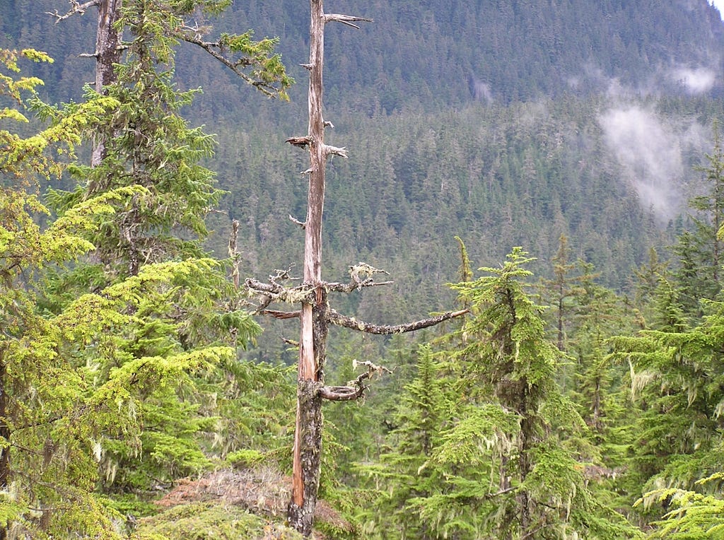 Tongass National Forest, Alaska. Photo by gillfoto/CC BY-SA 4.0