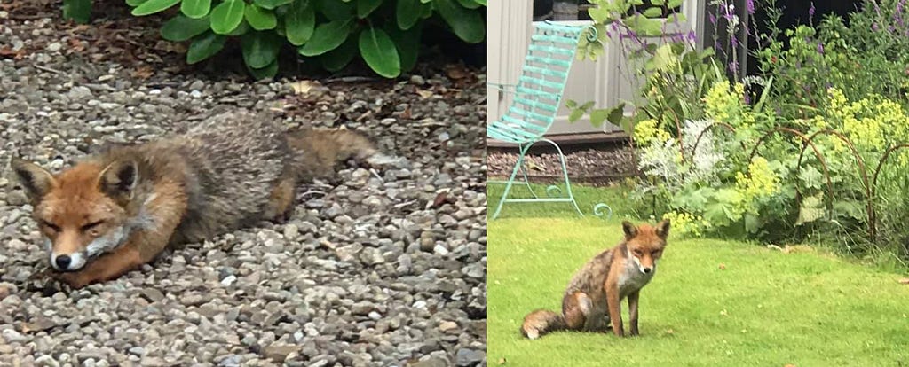 Two photographs of foxes. In one the fox naps.