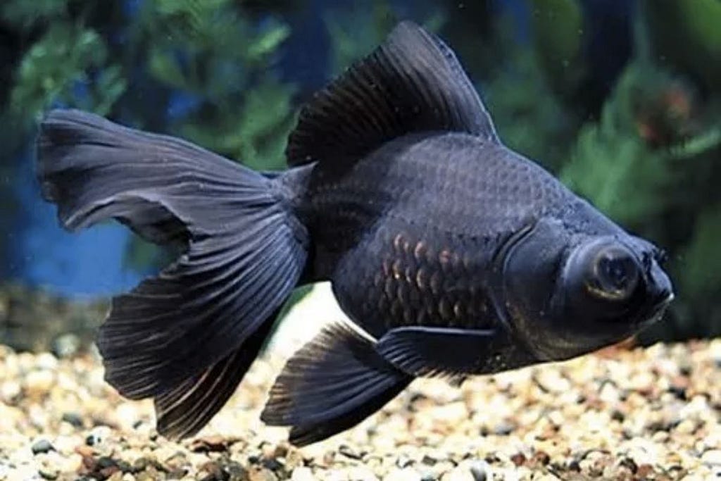 Black Moor Goldfish