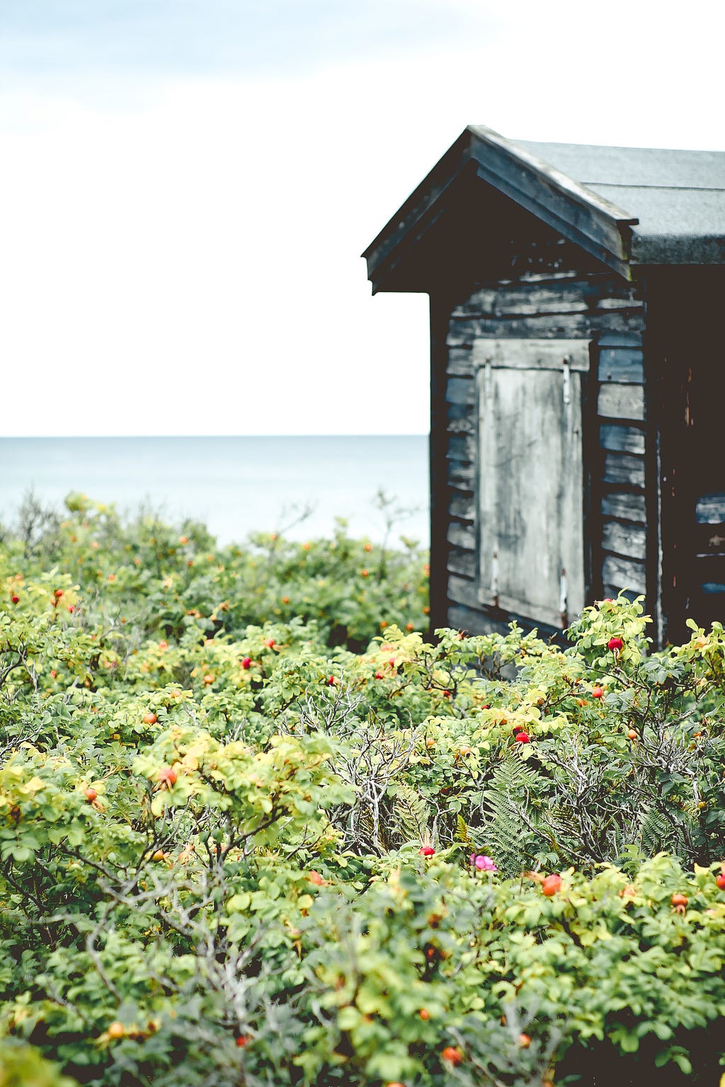 Outhouse in hip rose bushes