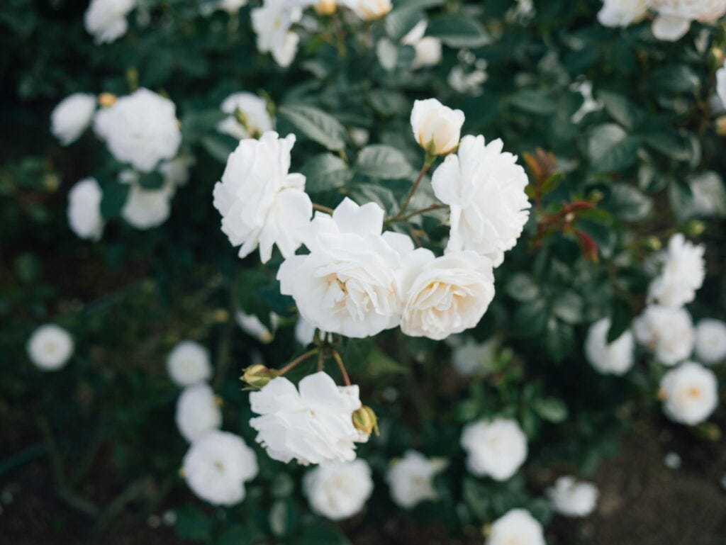 a bunch of white flowers in a garden, iceberg rose