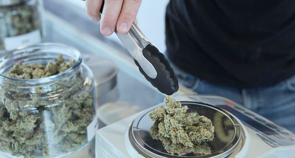 Entrepreneur using tongs to handle cannabis in dispensary