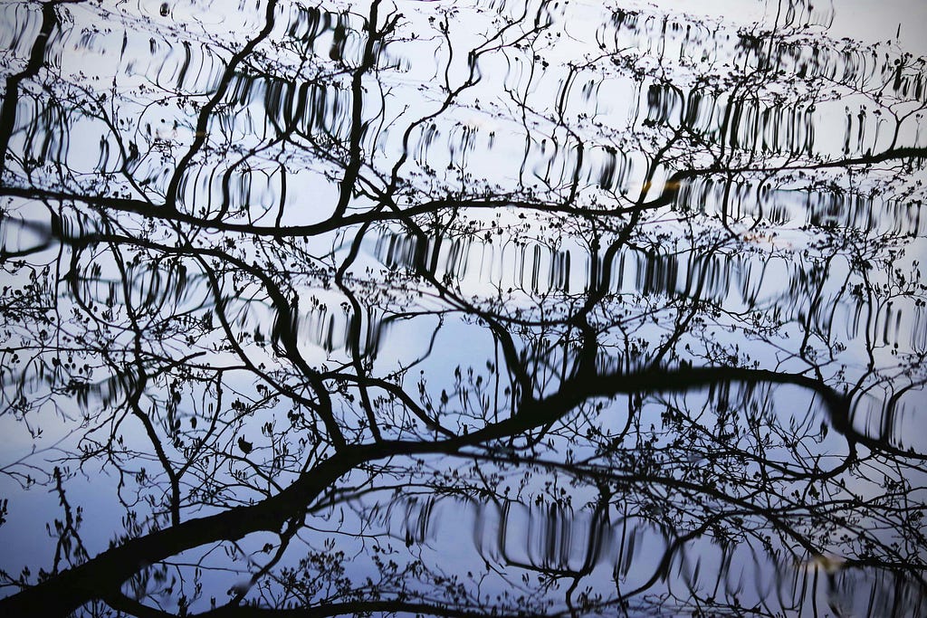 Reflection of a tree in water, slightly distorted by waves