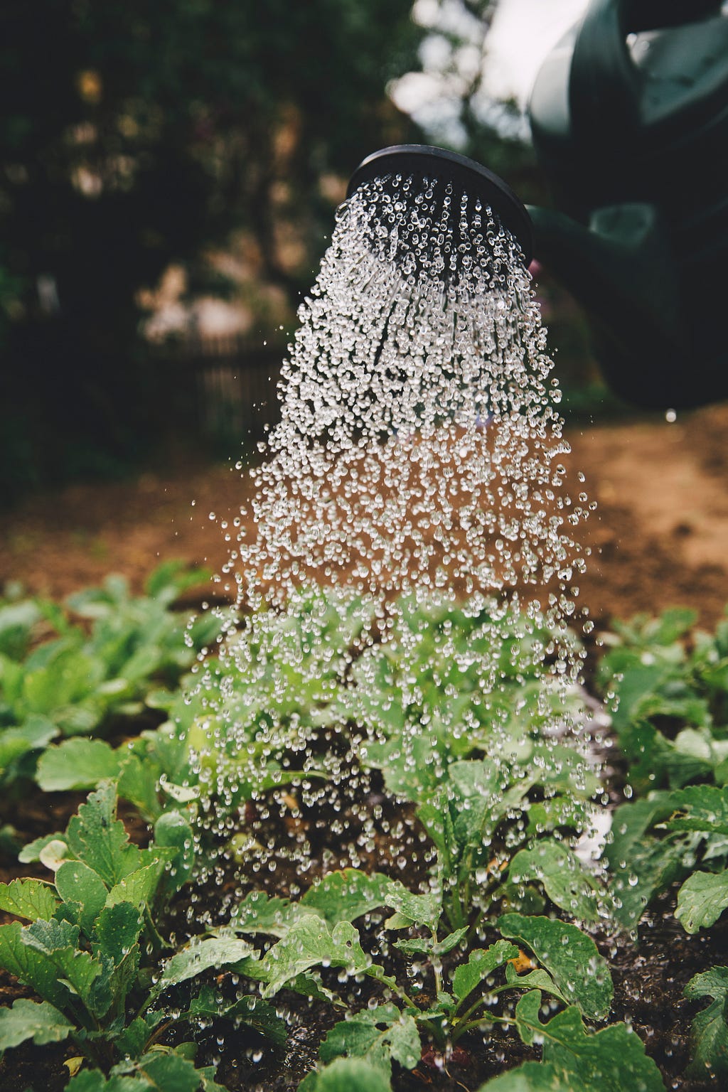 A pail pouring water onto plants.