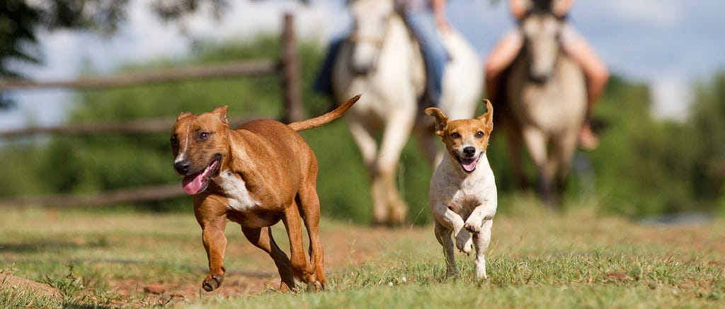 dogs running in front of people on horseback