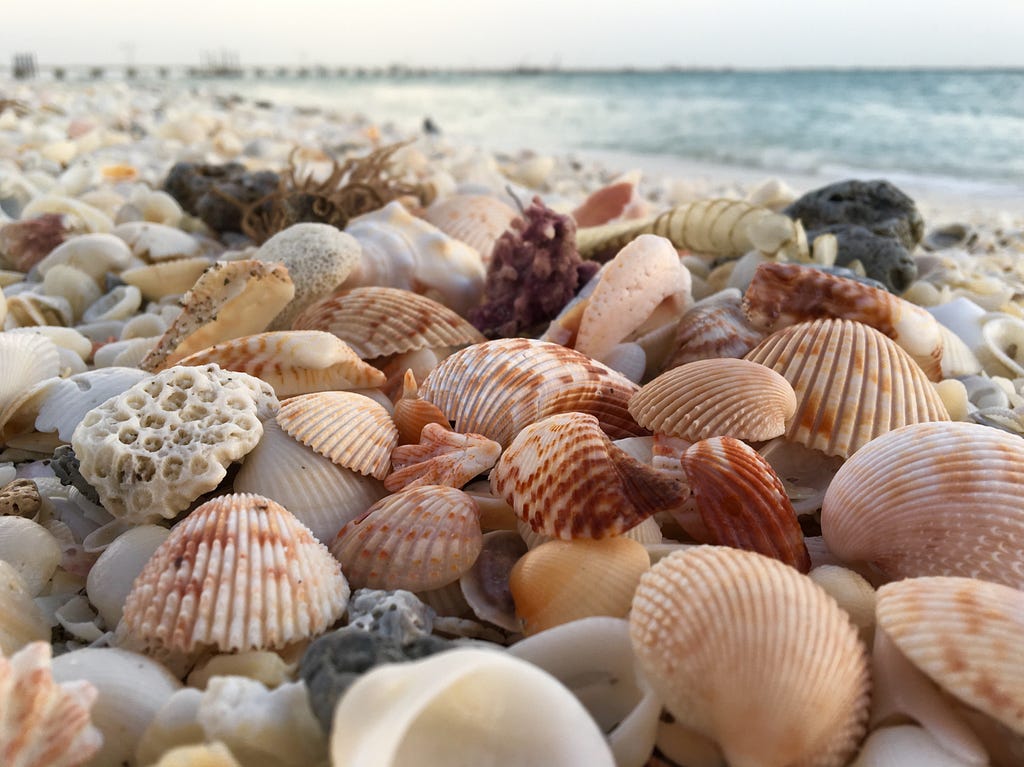 Seashells of different shapes and sizes on the beach.