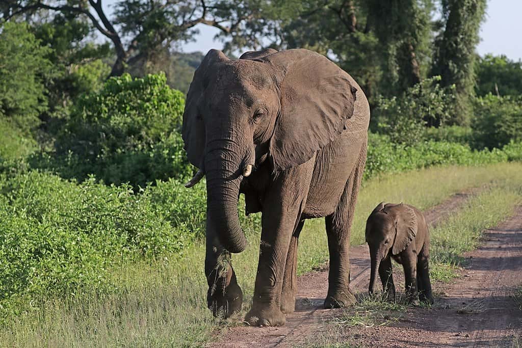 African bush elephant