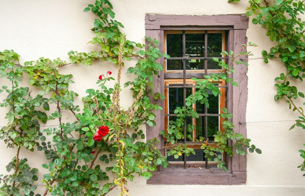 red flowers on brown wooden window, Fast growing climbing plants for fencesbr