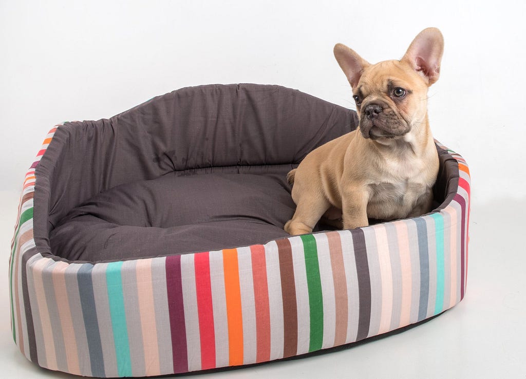 French Bulldog puppy resting on a dog bed. 