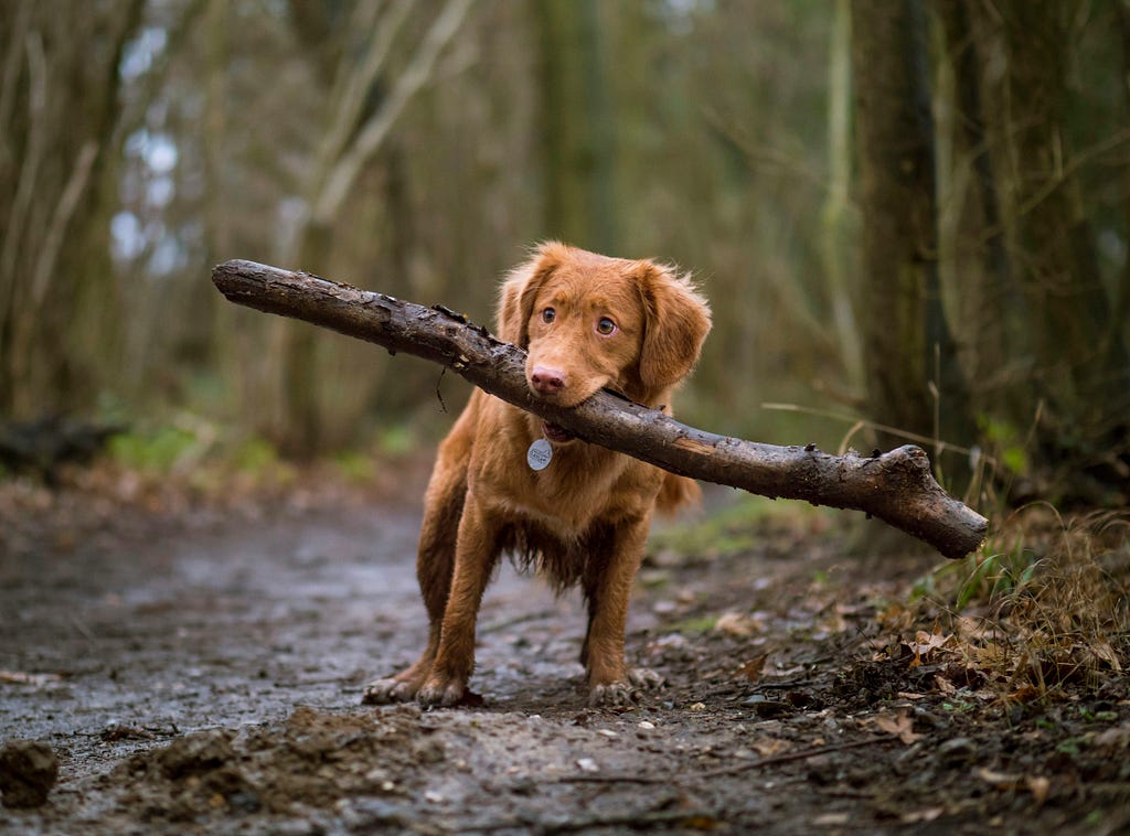 Brown dog with a large stick in the middle of a forrest.