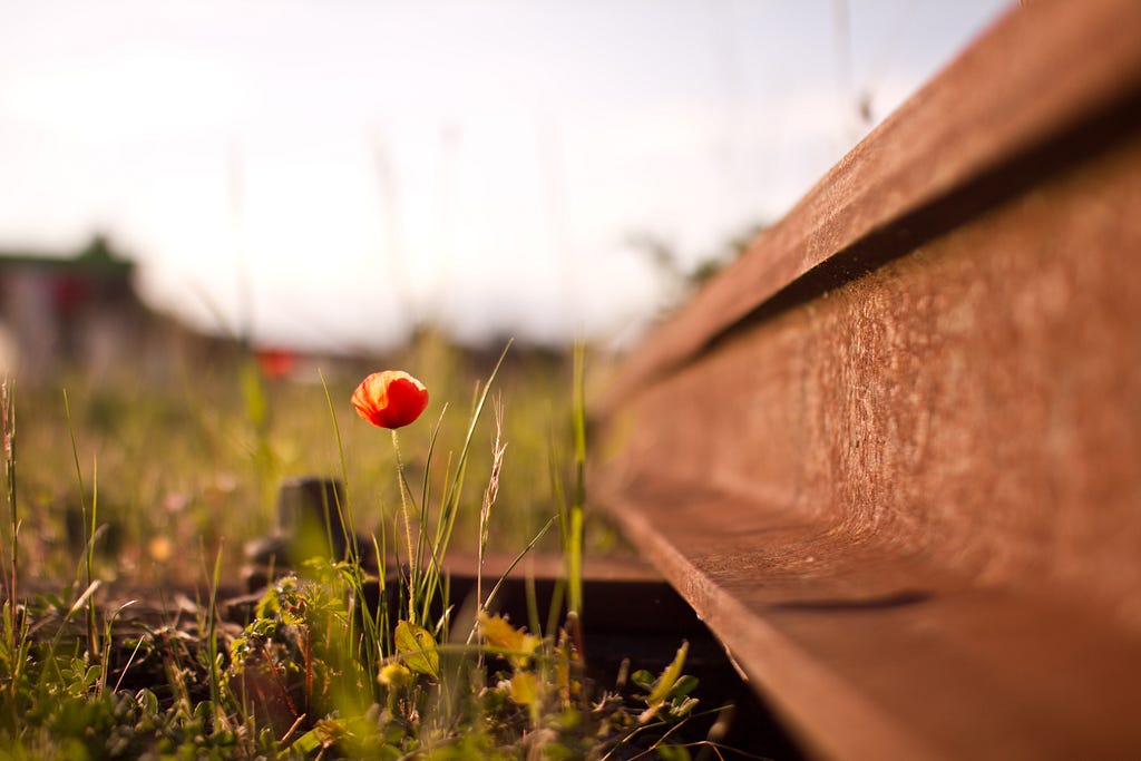 A red flower in a green field next to a railroad track, very zoomed in.