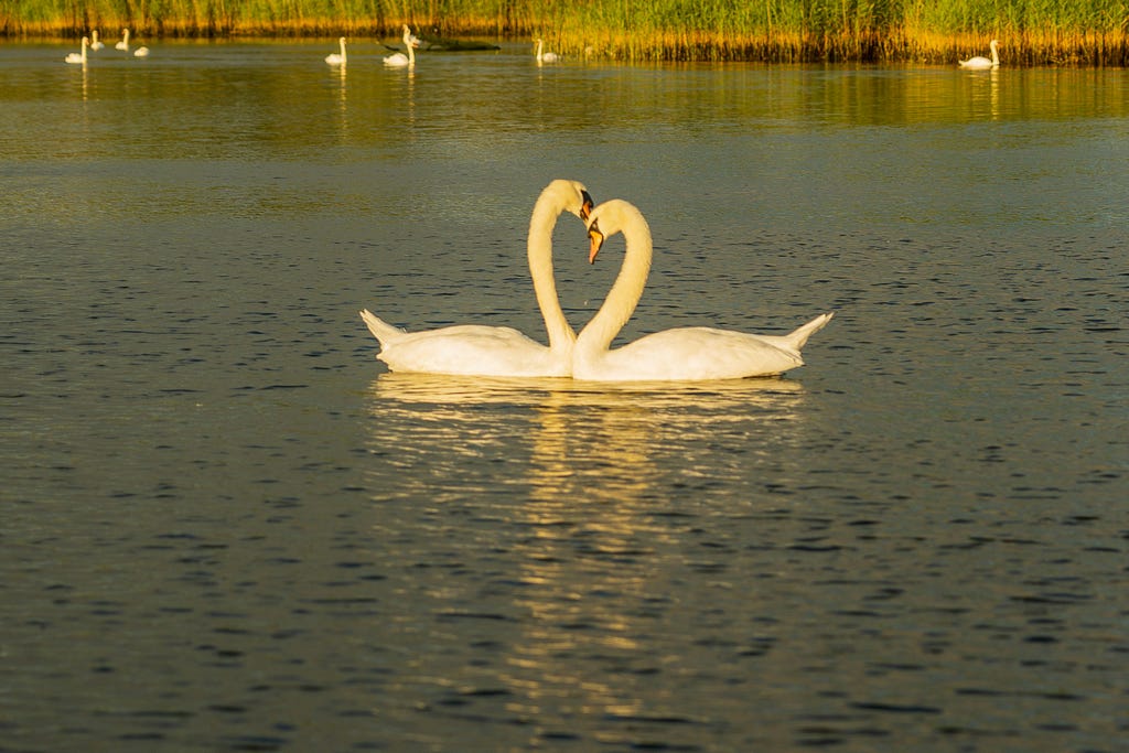 Two white swans forming a heart with their necks