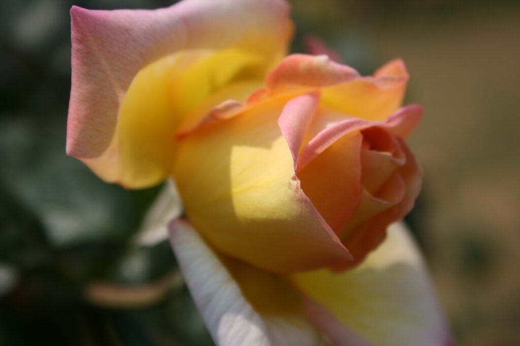 rose, pinky-yellow, opening