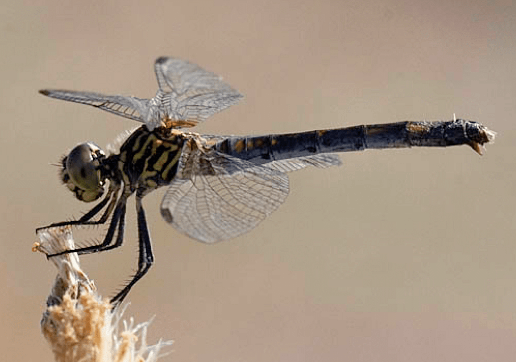 Damselflies