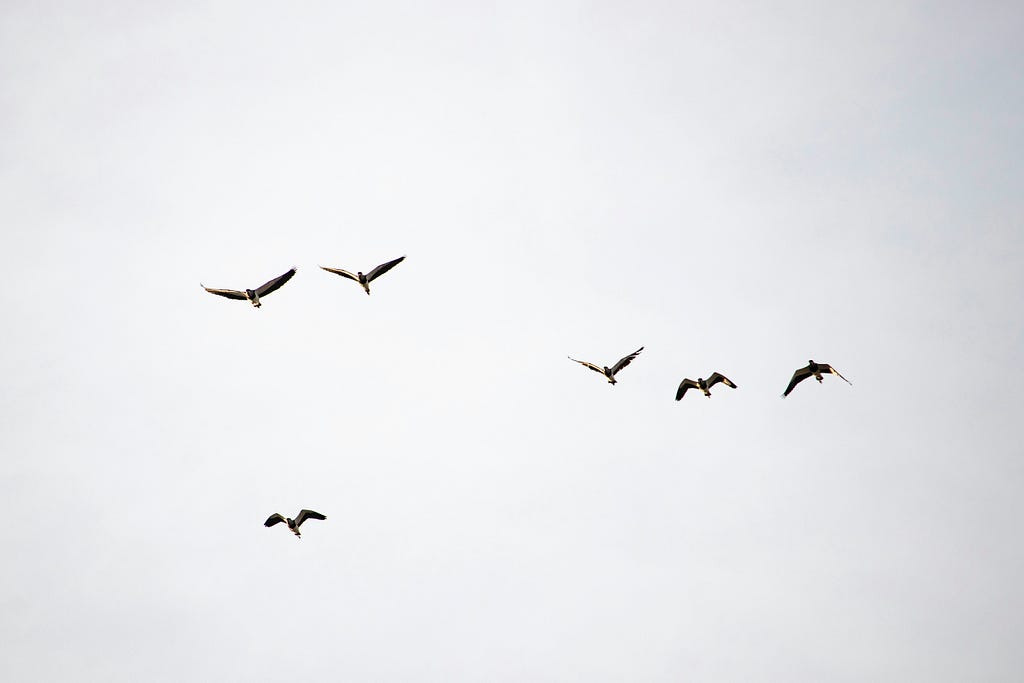 Birds flying over a gray sky