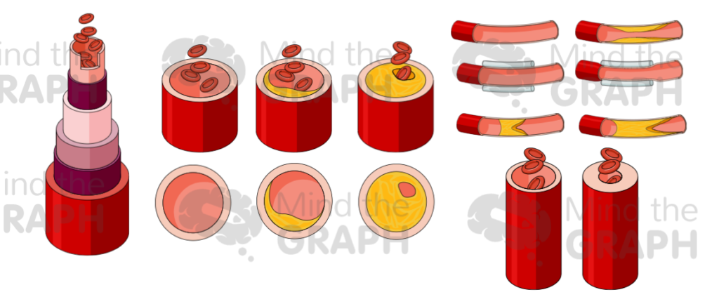 artery_scientifc_illustrations