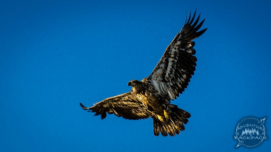 Eagles were a plenty in Anchor Point Alaska!