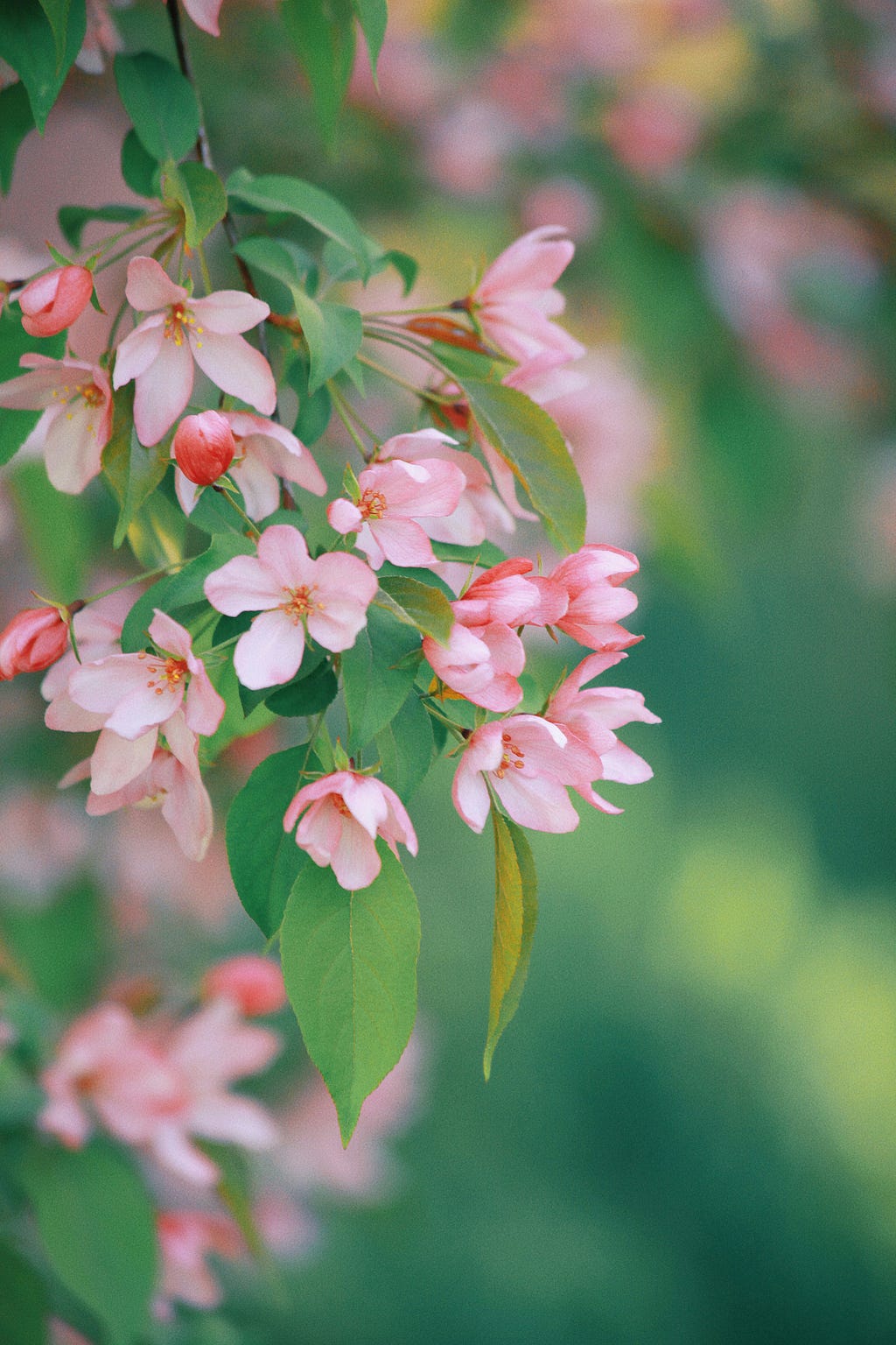 Pink flowers hanging down from a bush