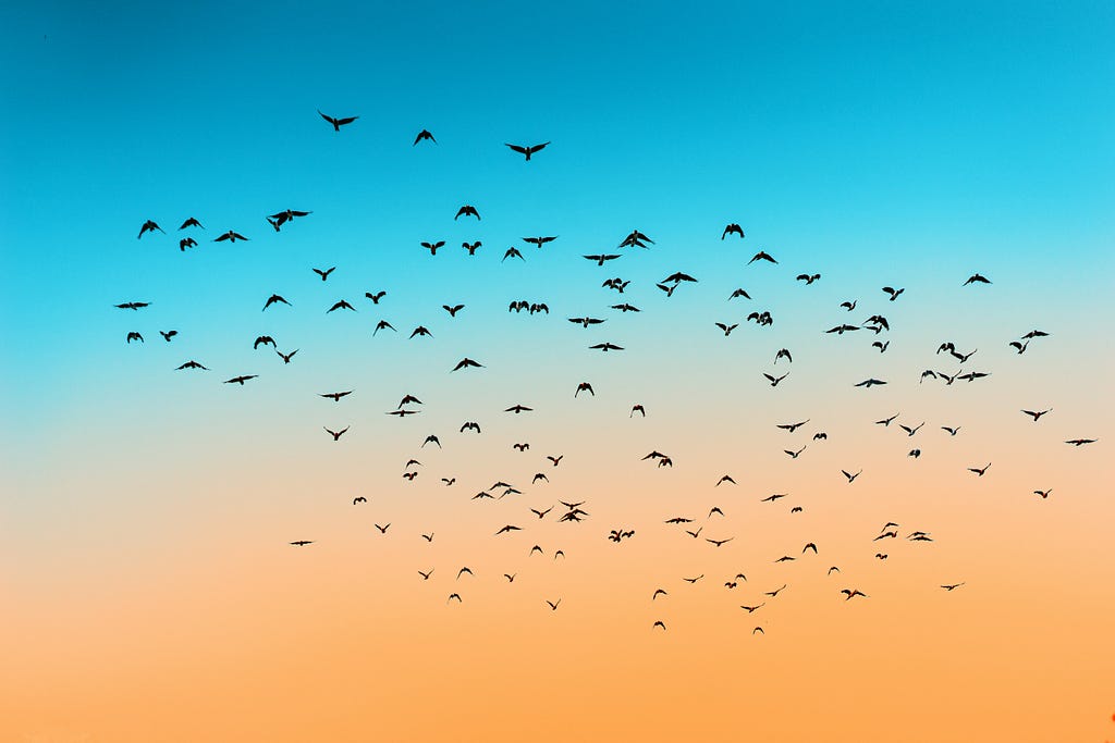 Migrating flock of birds, silhoutte on a sunset sky.