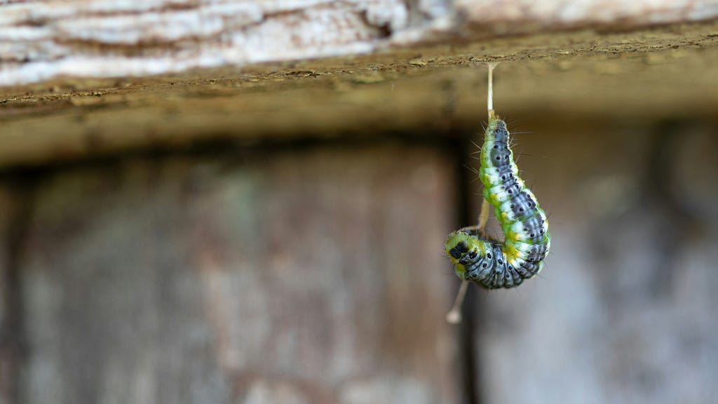 A caterpillar going into a cocoon.
