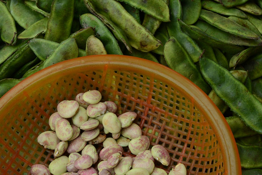 Broad beans are one of the ingredients in the new GARANT products and are grown in Sweden.